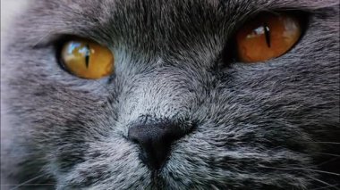 Arkaplanı bulanık, turuncu gözlü bir İskoç kedisine yaklaş.