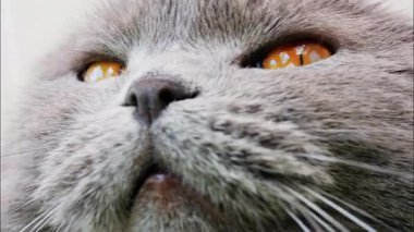 Arkaplanı bulanık, turuncu gözlü bir İskoç kedisine yaklaş.