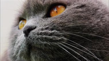 Arkaplanı bulanık, turuncu gözlü bir İskoç kedisine yaklaş.