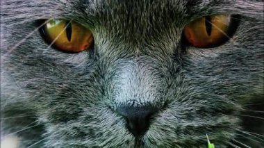 Arkaplanı bulanık, turuncu gözlü bir İskoç kedisine yaklaş.