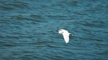 Beyaz martı mavi Akdeniz üzerinde alçaktan uçuyor.