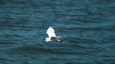 Beyaz martı mavi Akdeniz üzerinde alçaktan uçuyor.