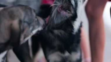 Siyah ve kahverengi sokak köpeklerini okşayan bir çocuğun ellerini kapat.