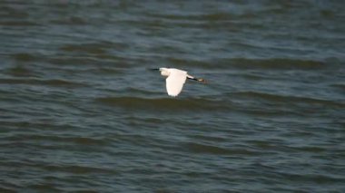 Beyaz martı mavi Akdeniz üzerinde alçaktan uçuyor.
