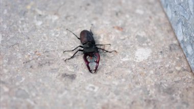 Gündüz vakti kaldırımda sürünen büyük bir geyik böceği.