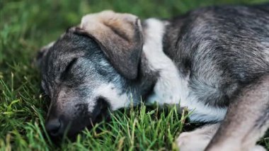 Siyah ve kahverengi, başıboş bir köpeğin bir parkta çimlerin üzerinde uzanması.