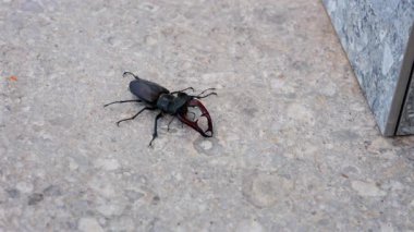 Gündüz vakti kaldırımda sürünen büyük bir geyik böceği.