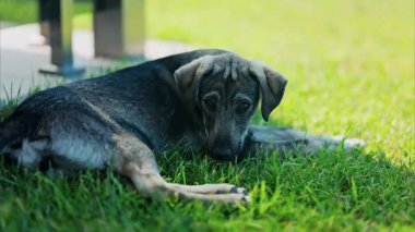 Siyah ve kahverengi, başıboş bir köpeğin bir parkta çimlerin üzerinde uzanması.