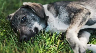Siyah ve kahverengi, başıboş bir köpeğin bir parkta çimlerin üzerinde uzanması.