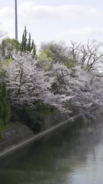 Kiraz çiçekleri baharın başlarında sakin nehir kıyısında çiçek açar huzur dolu bir park ortamının yanında.