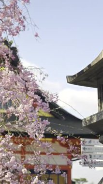 İlkbaharda Kyoto 'daki Fushimi Inari' de baş döndürücü kiraz çiçeklerini ve ikonik mimariyi keşfetmek. Japonya