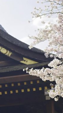 Japonya, Kyoto 'da kiraz çiçeği mevsiminde Fushimi Inari' nin güzelliğini keşfetmek