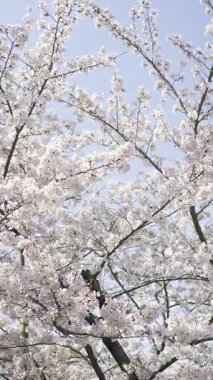 Japonya 'nın Kyoto kentindeki Fushimi Inari' de bahar mevsiminde kiraz çiçeklerinin dingin güzelliğini tecrübe edin.