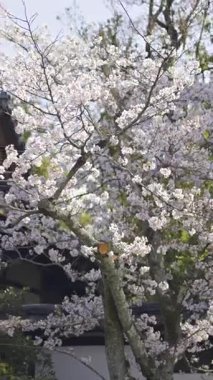 Japonya 'nın Kyoto kentindeki Fushimi Inari' de bahar mevsiminde nefes kesici kiraz çiçeklerini nefes kesici manzaralar ve dingin bir ortam ile deneyimleyin.