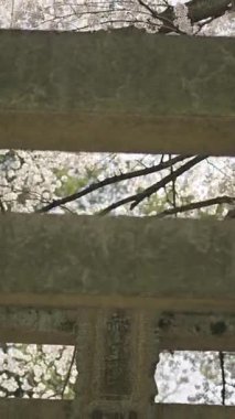 Kyoto Japonya 'daki Fushimi Inari' de bahar zamanı kiraz çiçeklerinin güzelliğini keşfedin.