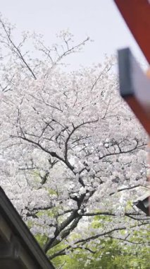 Kyoto Japonya 'daki Fushimi Inari' de kiraz çiçeklerinin ve tori kapılarının güzelliğini keşfedin.