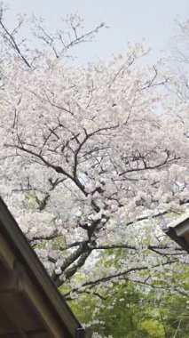 Kyoto Japonya 'daki Fushimi Inari' de bahar zamanı kiraz çiçeklerini keşfedin.