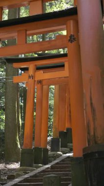 Japonya 'nın Kyoto kentindeki Fushimi Inari türbesinin ikonik gövde kapılarını keşfederek, sakin bir günde, yemyeşil doğanın ortasında,