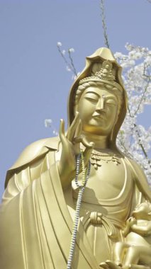 Kyoto Japonya 'da Fushimi Inari' yi keşfedin. Jibo Kannon 'un muhteşem altın Budist heykeli ve güzel kiraz çiçekleri.
