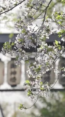 Bahar çiçekleri kiraz çiçekleri mevsiminde Kyoto Japonya 'nın tarihi sokaklarını aydınlatır.