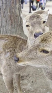 Japonya 'daki Nara Park' ta geyik bakımı