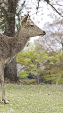 Nara Park 'ta bahar zamanı Japonya' da kiraz çiçeklerinin ve geyiklerin yavaş çekim görüntüleri.