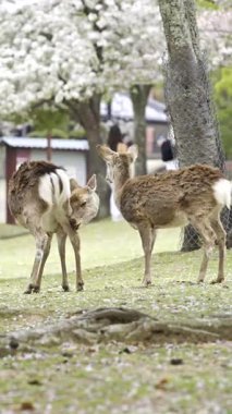Nara Parkı 'nı kiraz çiçekleri ve Japonya' da dost canlısı geyiklerle keşfedin.