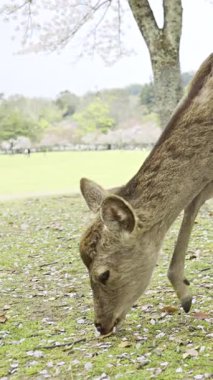 Japonya, Nara Park 'ta geyiklerle kiraz çiçeği mevsiminin tadını çıkarıyorum. Etrafı çiçek açan doğa ve canlı manzaralarla çevrili.