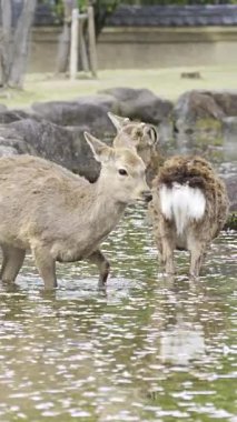 Japonya, Nara Park 'ta bir gölde kiraz çiçekleri ve geyikler yüzüyor.