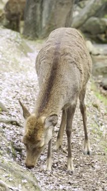 Nara Park dinginliğini keşfedin Japonya 'nın güzel bahar manzarasında kiraz çiçekleri arasında otlayan geyiklerle birlikte