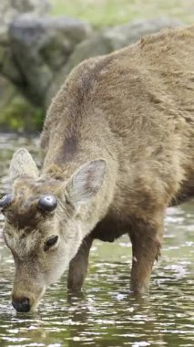 Nara Parkı 'ndaki kiraz çiçeklerinin huzur veren güzelliğinin tadını çıkarıyorum. Geyik taç yapraklarıyla göleti keşfediyor.