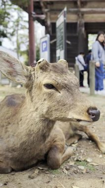 Baharda Japonya 'daki Nara Parkı' nda arka planda yürüyen insanlarla birlikte yerde oturan sakin bir geyik.