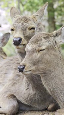 Nara Parkı 'ndaki kiraz çiçekleri arasındaki dinginlik ve bahar sükunetinde dinlenen geyik.