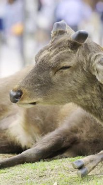 Kiraz çiçekleri ve yumuşak geyikleriyle Japonya 'da çimlerin üzerinde uyuyan Nara Park.