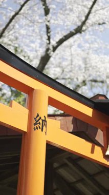 Kyoto, Japonya - 9 Nisan 2025: Canlı bir torii kapısı gururla çiçek açan kiraz çiçekleriyle çevrili duruyor. Metin Çevirisi: 