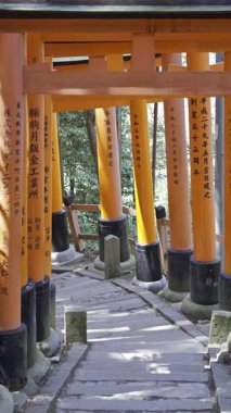 Kyoto, Japonya - 9 Nisan 2025 Fushimi Inari türbesinin çarpıcı kırmızı torii kapıları yemyeşil ile çevrili.