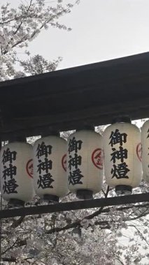 Kyoto, Japonya - 9 Nisan 2025: Işıl ışıl fenerler arka planda çiçek açan kiraz ağaçları gibi zarifçe asılır. Çeviri: 