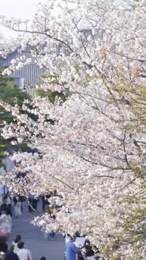 Kyoto, Japonya - 9 Nisan 2025: Ziyaretçiler canlı kiraz çiçekleriyle süslenmiş büyüleyici caddelerde sakin bir yürüyüş yapıyorlar