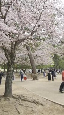 Nara, Japonya - 10 Nisan 2025: Ziyaretçiler Japonya 'daki Nara Parkı' nı keşfederken kiraz çiçekleri çiçek açtı. İnsanlar geyiklerle etkileşime girer.