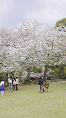 Nara, Japonya - 10 Nisan 2025: Ziyaretçiler Japonya 'daki Nara Parkı' nı keşfederken kiraz çiçekleri çiçek açtı. İnsanlar geyiklerle etkileşime girer.