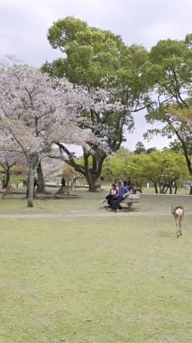 Nara, Japonya - 10 Nisan 2025: Ziyaretçiler baharda güzel bir kiraz çiçeği olan Nara Parkı 'nda geyiklerle etkileşime girer. İnsanlar canlı çiçeklerin ve yeşilliklerin ortasındaki hayvanları besleyip gözlemliyor..
