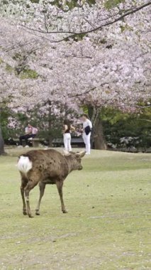 Nara, Japonya - 10 Nisan 2025: Ziyaretçiler baharda güzel bir kiraz çiçeği olan Nara Parkı 'nda geyiklerle etkileşime girer. İnsanlar canlı çiçeklerin ve yeşilliklerin ortasındaki hayvanları besleyip gözlemliyor..