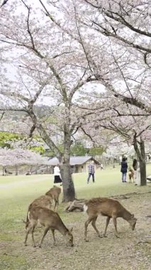 Nara, Japonya - 10 Nisan 2025: Kiraz çiçekleriyle dolu Nara Parkı 'nda huzur içinde otlayan çok sayıda geyik. İnsanlar yakınlarda dolaşıyor.