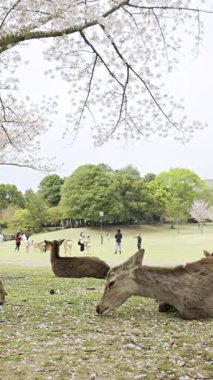 Nara, Japonya - 10 Nisan 2025: Kiraz çiçekleriyle dolu Nara Parkı 'nda huzur içinde otlayan çok sayıda geyik. İnsanlar yakınlarda dolaşıyor.