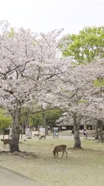 Nara, Japonya - 10 Nisan 2025: Kiraz çiçekleriyle dolu Nara Parkı 'nda huzur içinde otlayan çok sayıda geyik. İnsanlar yakınlarda dolaşıyor.