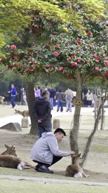 Nara, Japonya - 10 Nisan 2025: Ziyaretçiler baharda güzel bir kiraz çiçeği olan Nara Parkı 'nda geyiklerle etkileşime girer. İnsanlar canlı çiçeklerin ve yeşilliklerin ortasındaki hayvanları besleyip gözlemliyor..