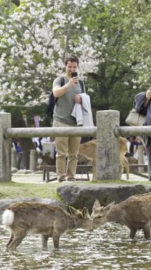 Nara, Japonya - 10 Nisan 2025: Göl kenarında geyik besleyen aileler. Kiraz çiçekleri açıyor.