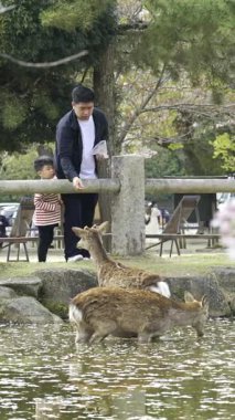Nara, Japonya - 10 Nisan 2025: Göl kenarında geyik besleyen aileler. Kiraz çiçekleri açıyor.