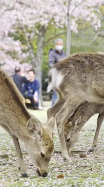 Nara, Japonya - 10 Nisan 2025: Kiraz çiçekleriyle dolu Nara Parkı 'nda huzur içinde otlayan çok sayıda geyik. İnsanlar yakınlarda dolaşıyor.
