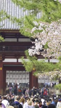 Nara, Japonya - 10 Nisan 2025: Büyüleyici kiraz çiçeklerinin yanında yürüyen ziyaretçiler. Todai-ji Chumon Budist Tapınağı Merkez Kapısı